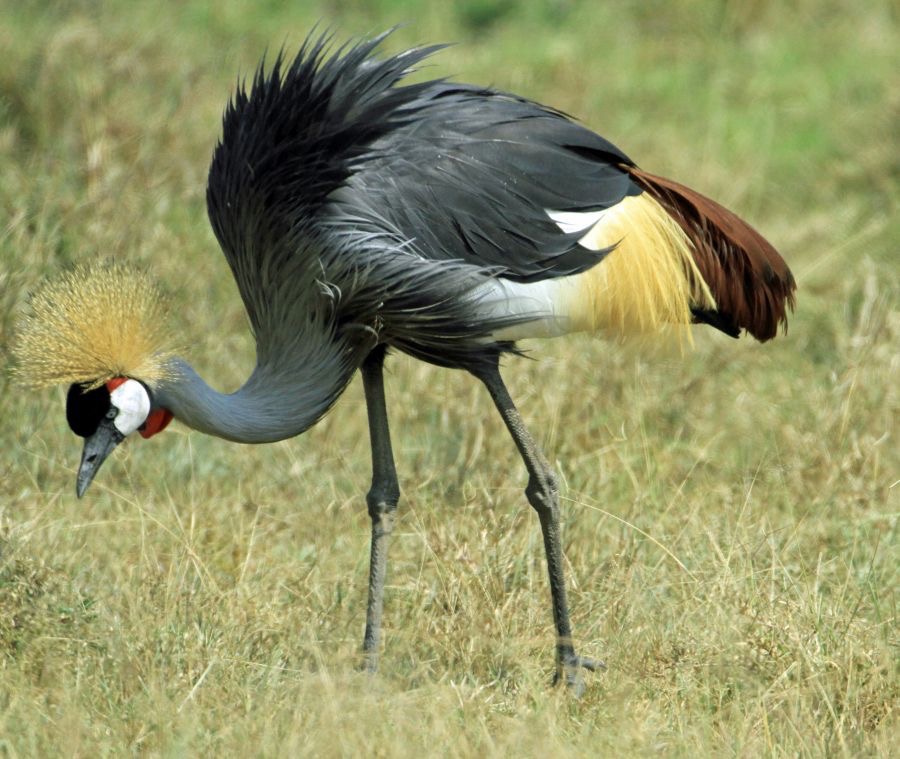 CRANE CROWNED        feeding            Lake Nakuru.jpg