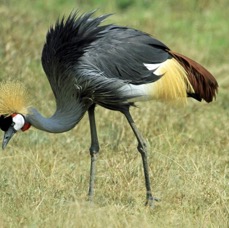 CRANE CROWNED        feeding            Lake Nakuru.jpg
