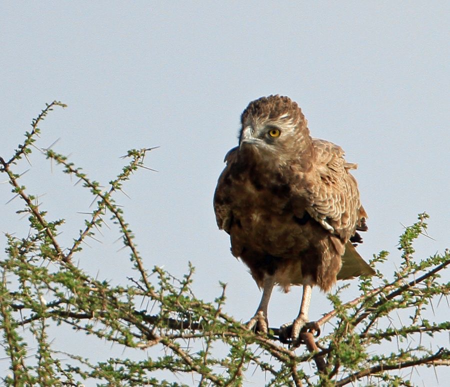 EAGLE        BROWN SNAKE.   Samburu..jpg