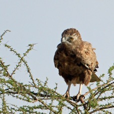EAGLE        BROWN SNAKE.   Samburu..jpg