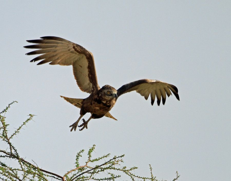 EAGLE       .     BROWN SNAKE.  flying. Samburu..jpg