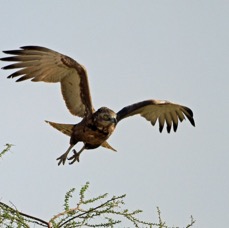 EAGLE       .     BROWN SNAKE.  flying. Samburu..jpg