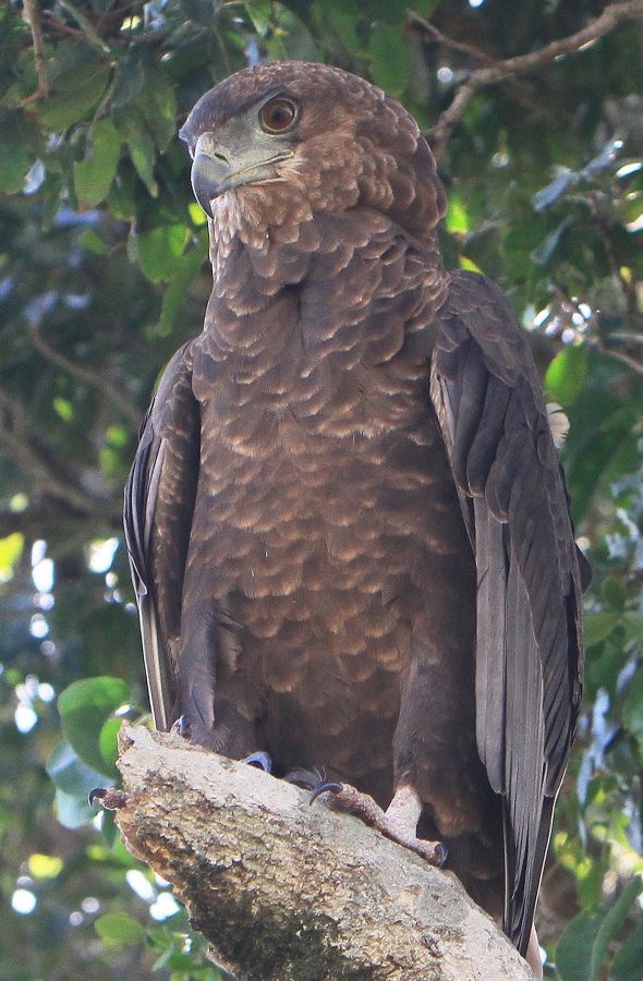 EAGLE    BATELEUR          immature.     Masai Mara.jpg