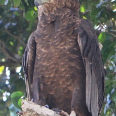EAGLE    BATELEUR          immature.     Masai Mara.jpg