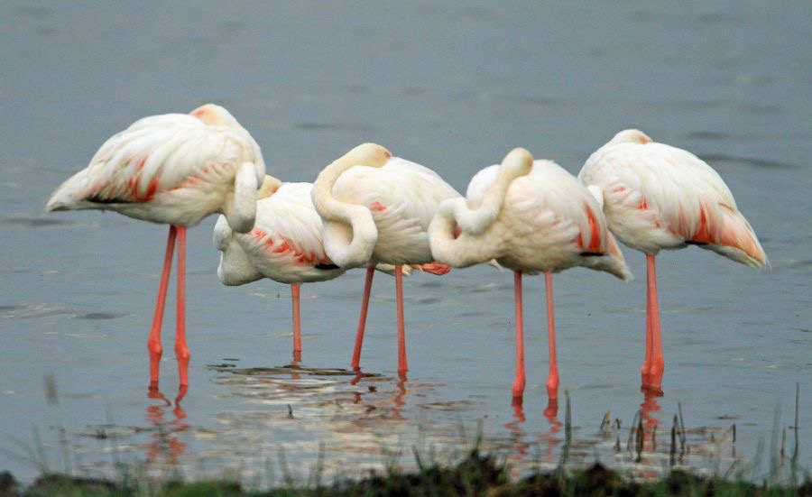 FLAMINGOS   sleeping.         Lake Nakuru.jpg