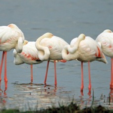 FLAMINGOS   sleeping.         Lake Nakuru.jpg