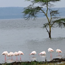FLAMJNGOS       at Lake Nakuru.jpg