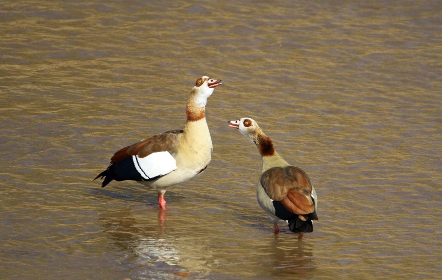 GOOSE    EGYPTIAN    pair  Masai Mara.jpg