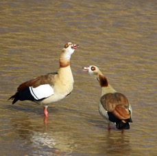GOOSE    EGYPTIAN    pair  Masai Mara.jpg