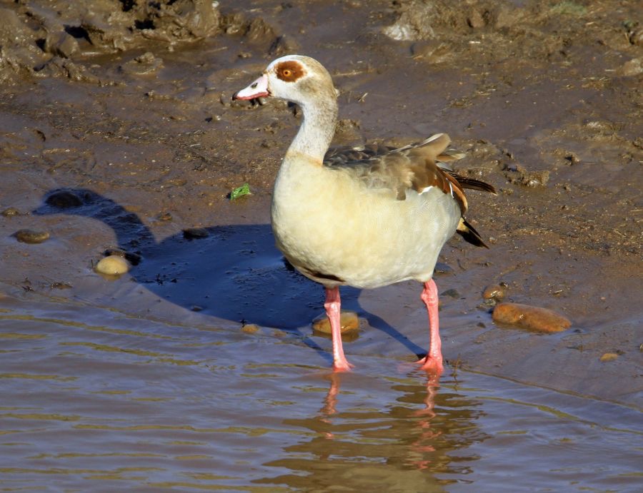GOOSE   EGYPTIAN.     Masai Mara.jpg
