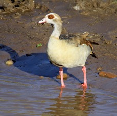 GOOSE   EGYPTIAN.     Masai Mara.jpg