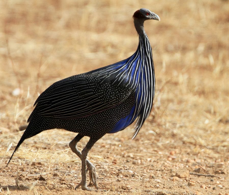 GUINEAFOWL  VULTURINE.    Samburu.jpg