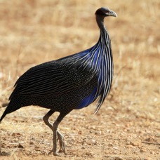 GUINEAFOWL  VULTURINE.    Samburu.jpg