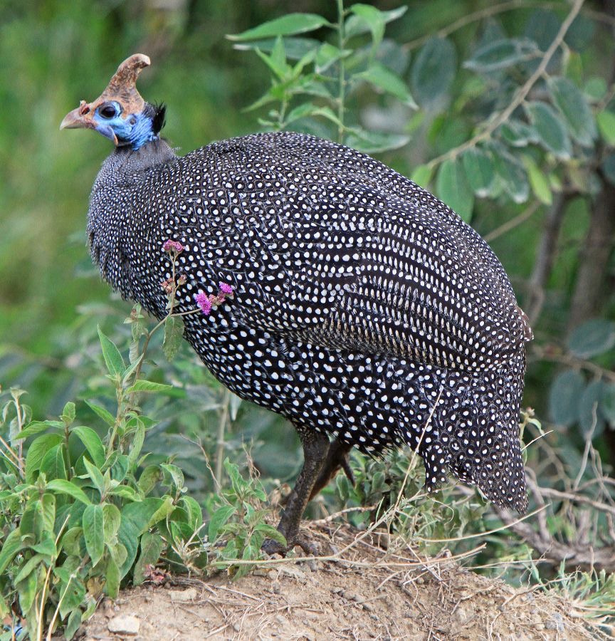 GUINEAFOWL HELMETED.     Lake Nakuru.jpg