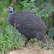 GUINEAFOWL HELMETED.     Lake Nakuru.jpg