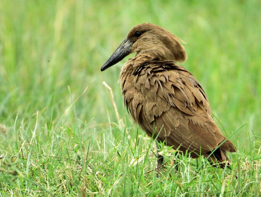 HAMERKOP      Lake Nakuru.jpg