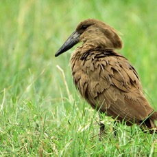 HAMERKOP      Lake Nakuru.jpg
