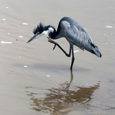 HERON        BLACK HEADED      preening           Lake Nakuru.jpg
