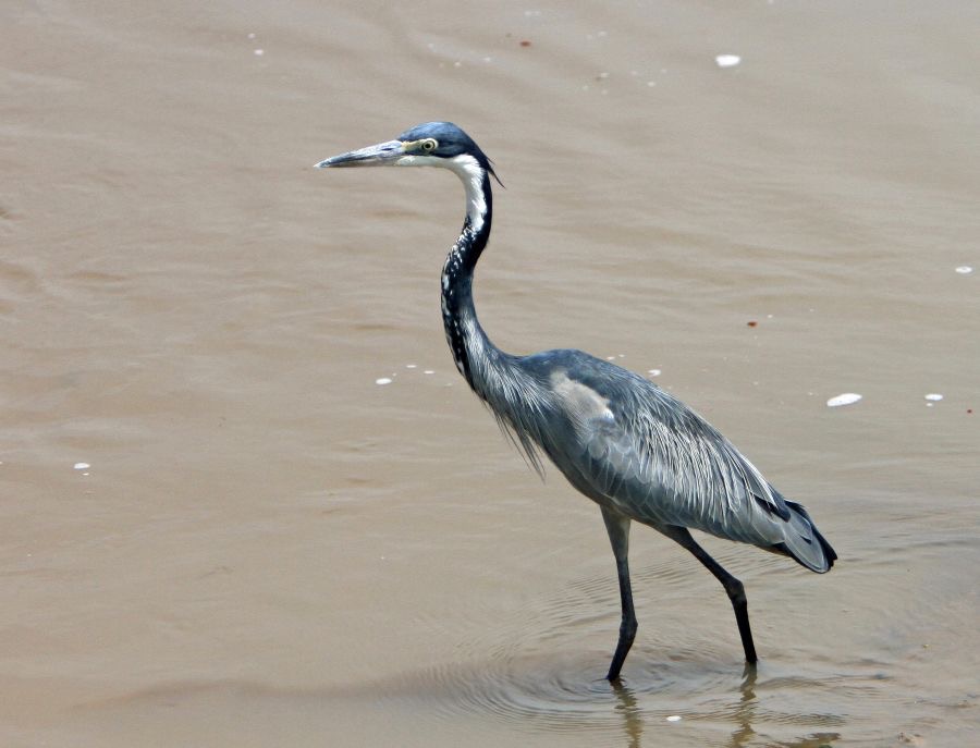 HERON        BLACK HEADED   Lake Nakuru.jpg