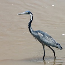 HERON        BLACK HEADED   Lake Nakuru.jpg