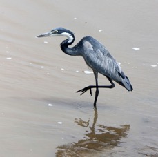 HERON        BLACK HEADED standing          Lake Nakuru.jpg