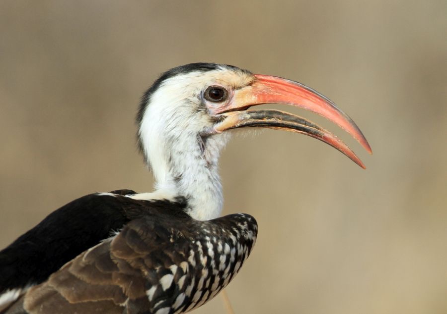 HORNBILL        RED BILLED.    Samburu.jpg