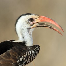 HORNBILL        RED BILLED.    Samburu.jpg