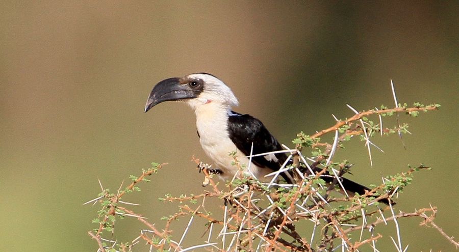 HORNBILL female       VON DER DECKENS           Samburu.jpg