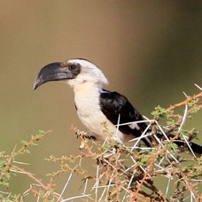 HORNBILL female       VON DER DECKENS           Samburu.jpg