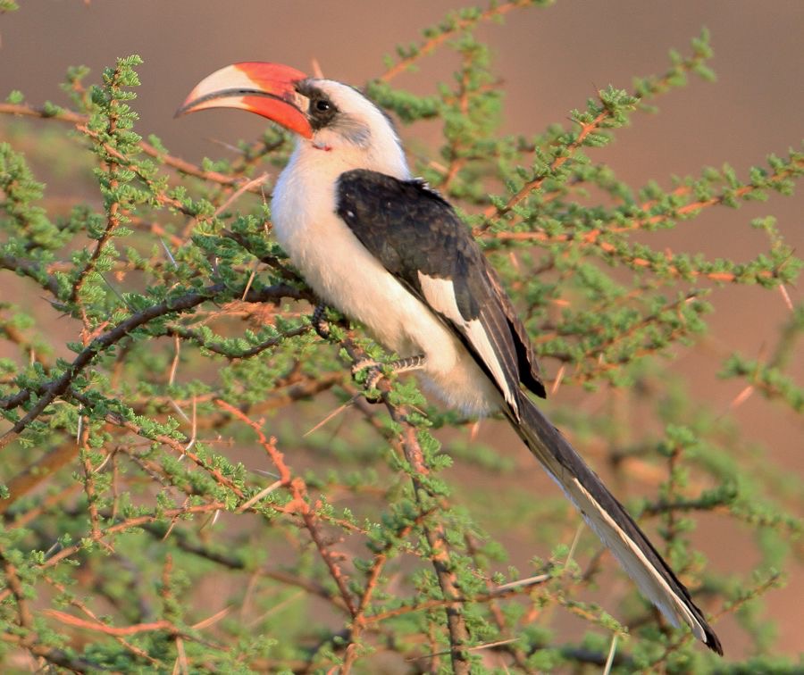 HORNBILL male      VON  DER DECKENS        Samburu.jpg