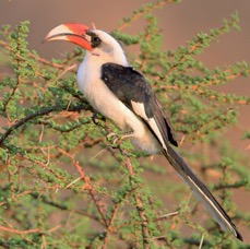 HORNBILL male      VON  DER DECKENS        Samburu.jpg