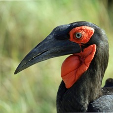 HORNBILL SOUTHERN  GROUND. male  Masai Mara.jpg