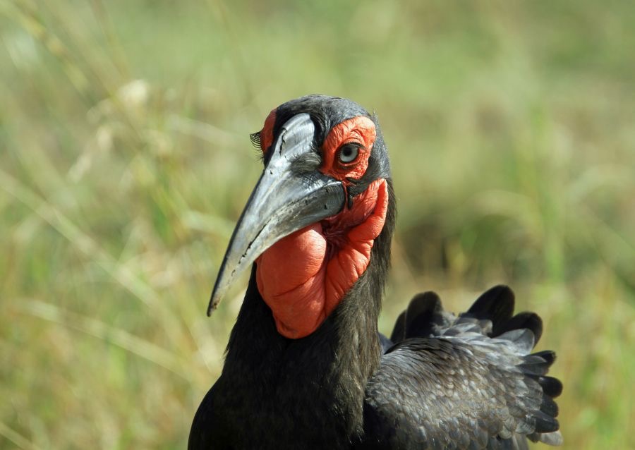 HORNBILL SOUTHERN GROUND  male.  Masai Mara.jpg
