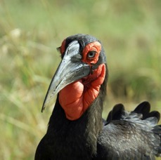HORNBILL SOUTHERN GROUND  male.  Masai Mara.jpg