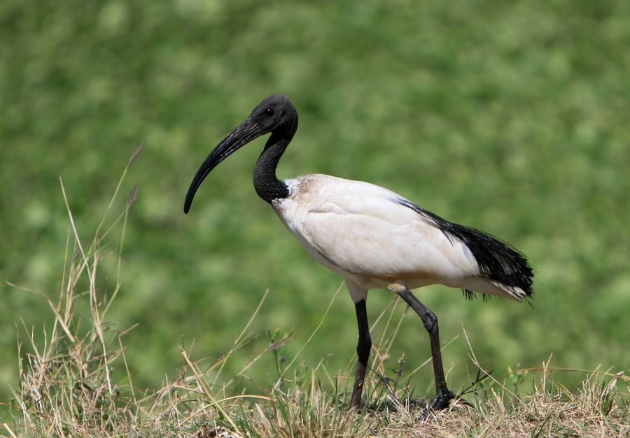 IBIS             SACRED.       Masai Mara.jpg