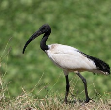 IBIS             SACRED.       Masai Mara.jpg