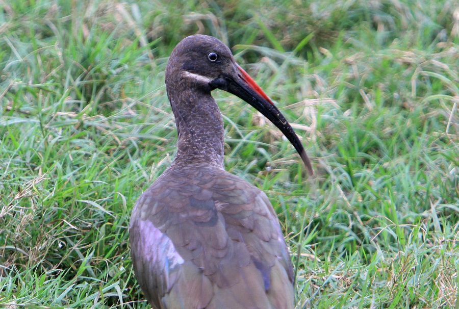 IBIS           HADADA.         Lake Nakuru.jpg