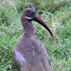 IBIS           HADADA.         Lake Nakuru.jpg