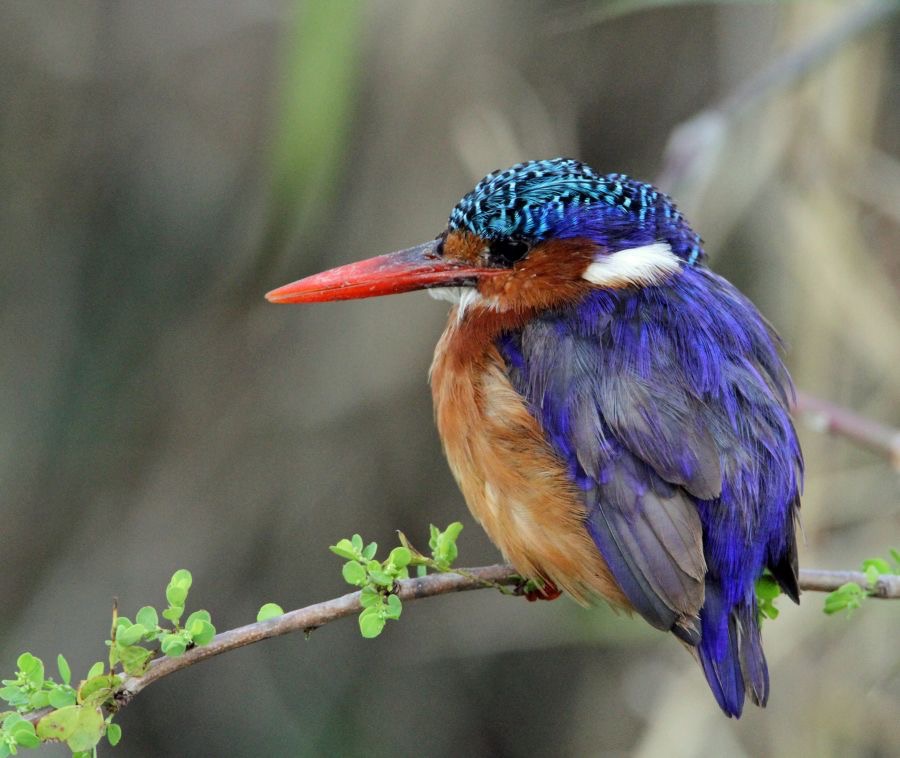 KINGFISHER. MALACHITE  Masai Mara.jpg