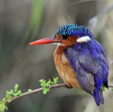 KINGFISHER. MALACHITE  Masai Mara.jpg