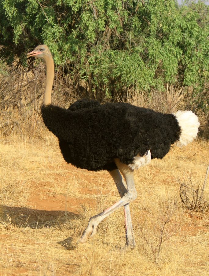 OSTRICH   SOMALI      male   Samburu.jpg