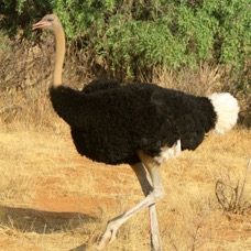 OSTRICH   SOMALI      male   Samburu.jpg