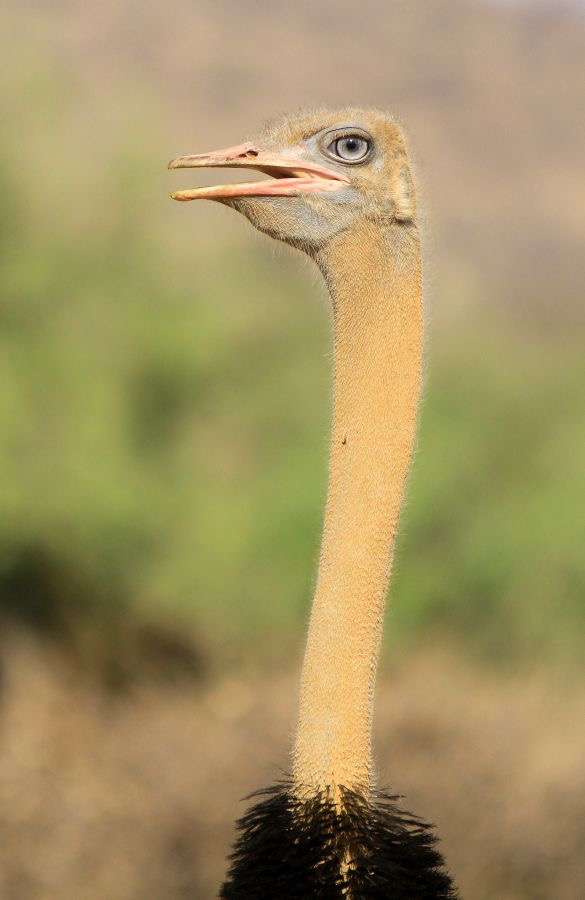 OSTRICH   SOMALI     male  Samburu.jpg