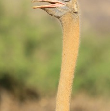 OSTRICH   SOMALI     male  Samburu.jpg