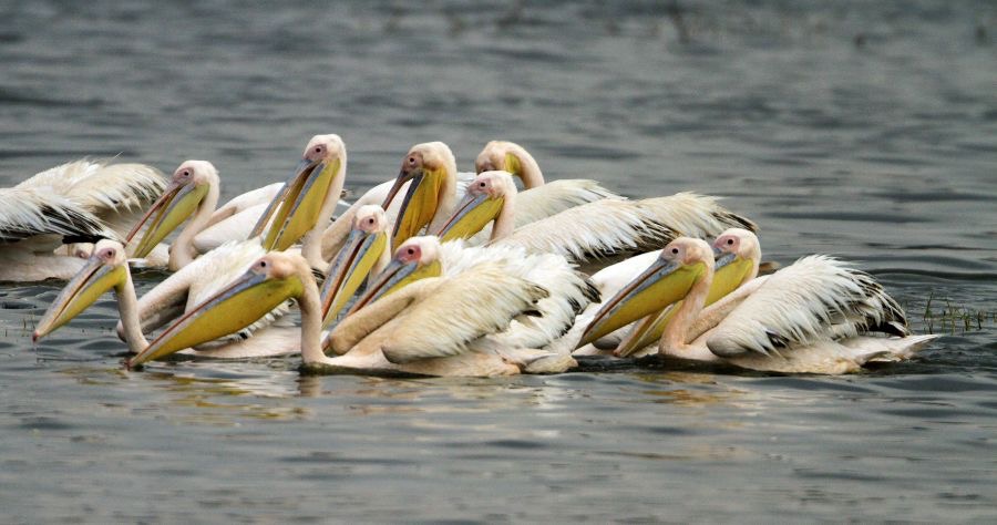 PELICANS    GREAT WHITE            Lake Nakuru.jpg