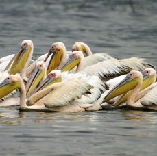 PELICANS    GREAT WHITE            Lake Nakuru.jpg