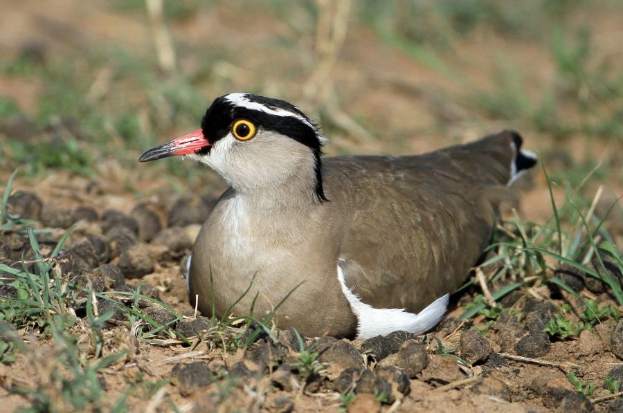 PLOVER    CROWNED on nest. Masai Mara.jpg