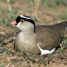PLOVER    CROWNED on nest. Masai Mara.jpg