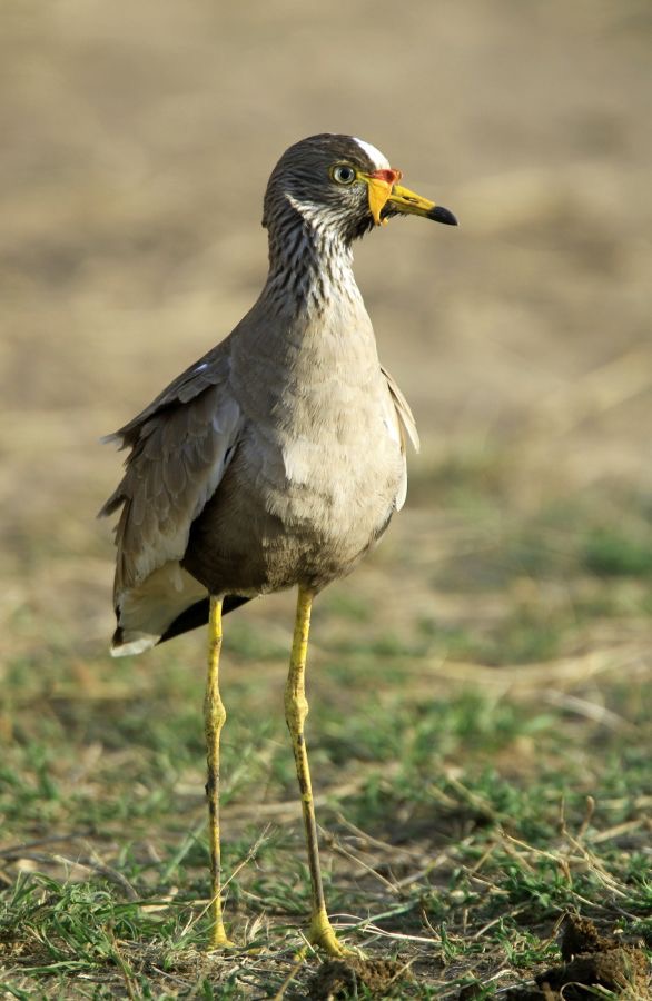 PLOVER    WATTLED.      Masai Mara.jpg