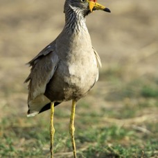 PLOVER    WATTLED.      Masai Mara.jpg